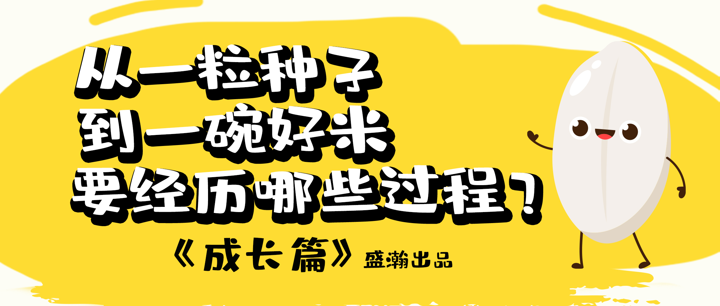 大米的一生-成長(zhǎng)篇 | 從一粒種子到一碗好米要經(jīng)歷哪些過(guò)程？